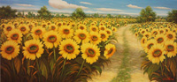  Distesa di girasoli